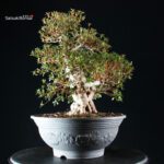 Azalea Satsuki NYOHOZAN - immagine 5