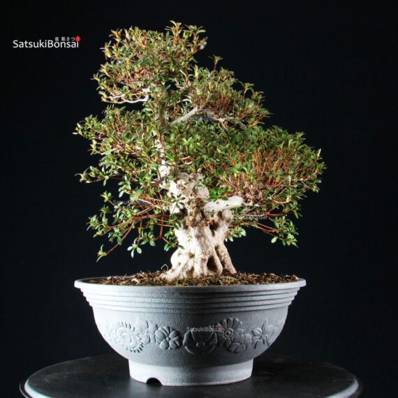 Azalea Satsuki NYOHOZAN - immagine 5