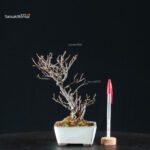 Chaenomeles Speciosa - Chojubai