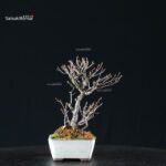 Chaenomeles Speciosa - Chojubai - immagine 3