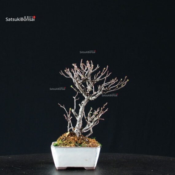 Chaenomeles Speciosa - Chojubai - immagine 3