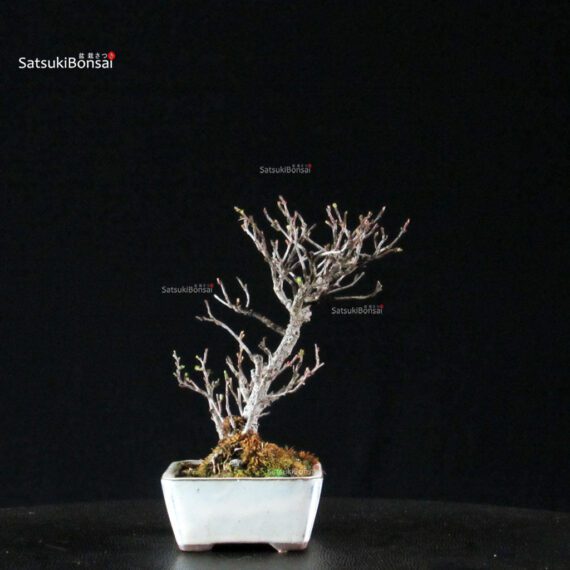 Chaenomeles Speciosa - Chojubai - immagine 4