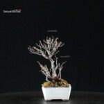 Chaenomeles Speciosa - Chojubai - immagine 5