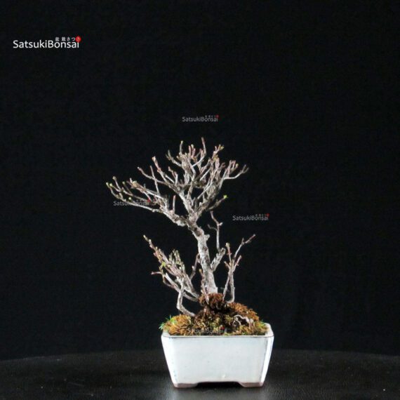 Chaenomeles Speciosa - Chojubai - immagine 5