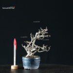 Chaenomeles Speciosa - Chojubai