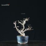 Chaenomeles Speciosa - Chojubai - immagine 3