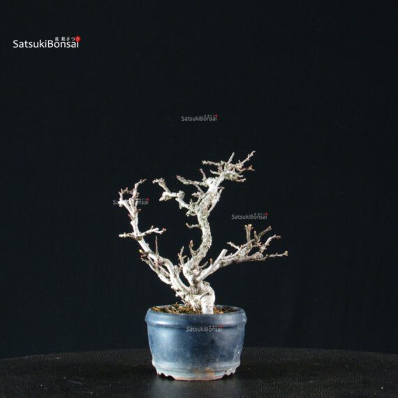 Chaenomeles Speciosa - Chojubai - immagine 3