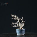 Chaenomeles Speciosa - Chojubai - immagine 4