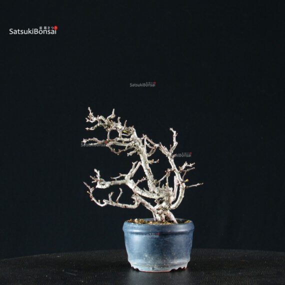 Chaenomeles Speciosa - Chojubai - immagine 4