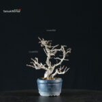 Chaenomeles Speciosa - Chojubai - immagine 5