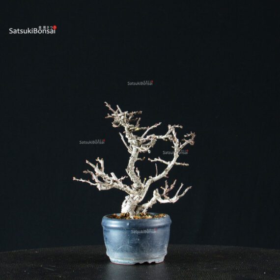 Chaenomeles Speciosa - Chojubai - immagine 5