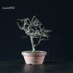 Chaenomeles Speciosa - Chojubai - immagine 5