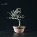 Chaenomeles Speciosa - Chojubai - immagine 6