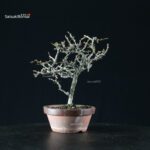 Chaenomeles Speciosa - Chojubai - immagine 7