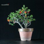 Chaenomeles Speciosa - Chojubai