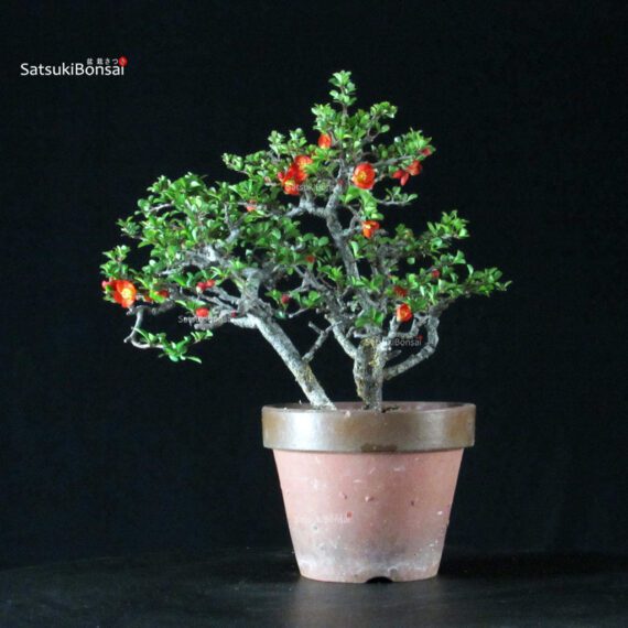 255502_5-Chaenomeles-Speciosa---Chojubai Chaenomeles Speciosa - Chojubai - immagine 1