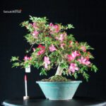 Azalea Satsuki BENIKAGE