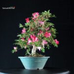 Azalea Satsuki BENIKAGE - immagine 3