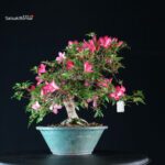 Azalea Satsuki BENIKAGE - immagine 4