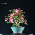 Azalea Satsuki BENIKAGE - immagine 5