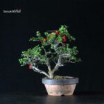 Chaenomeles Speciosa - Chojubai