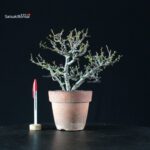 Chaenomeles Speciosa - Chojubai - immagine 4