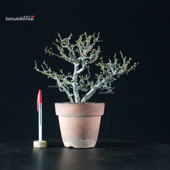 Chaenomeles Speciosa - Chojubai - immagine 4