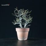 Chaenomeles Speciosa - Chojubai - immagine 5