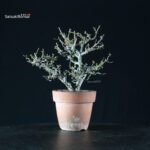 Chaenomeles Speciosa - Chojubai - immagine 6