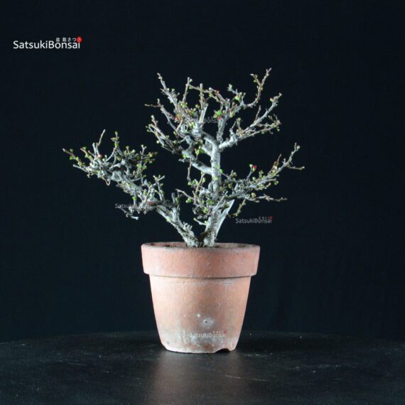 Chaenomeles Speciosa - Chojubai - immagine 6