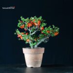 Chaenomeles Speciosa - Chojubai