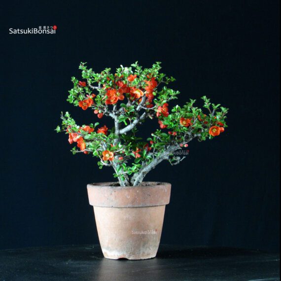 255504_5-Chaenomeles-Speciosa---Chojubai Chaenomeles Speciosa - Chojubai - immagine 1