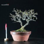 Chaenomeles Speciosa - Chojubai - immagine 4