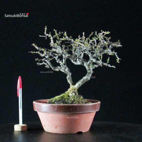 Chaenomeles Speciosa - Chojubai - immagine 4