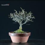 Chaenomeles Speciosa - Chojubai - immagine 5