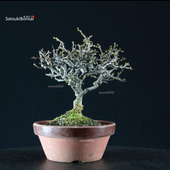 Chaenomeles Speciosa - Chojubai - immagine 5