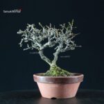 Chaenomeles Speciosa - Chojubai - immagine 6