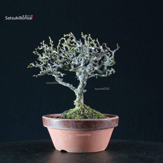 Chaenomeles Speciosa - Chojubai - immagine 7