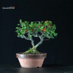 Chaenomeles Speciosa - Chojubai