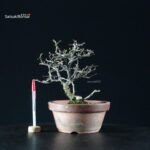 Chaenomeles Speciosa - Chojubai - immagine 4