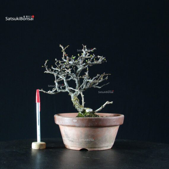 Chaenomeles Speciosa - Chojubai - immagine 4