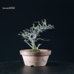 Chaenomeles Speciosa - Chojubai - immagine 5