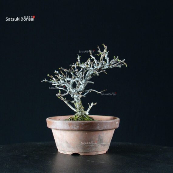 Chaenomeles Speciosa - Chojubai - immagine 5