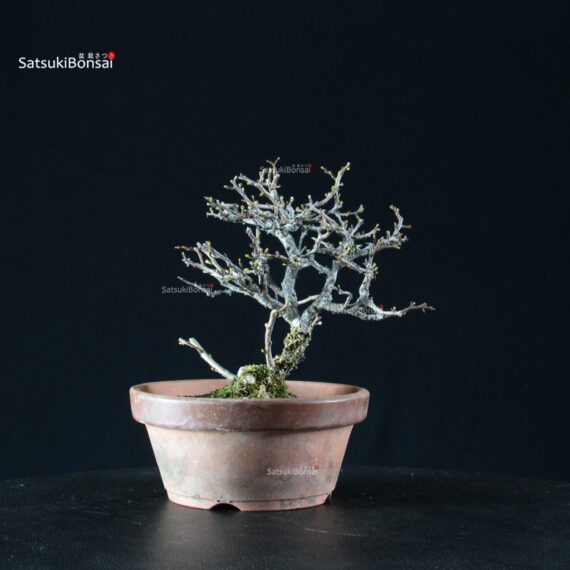 Chaenomeles Speciosa - Chojubai - immagine 6