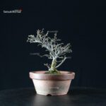 Chaenomeles Speciosa - Chojubai - immagine 7