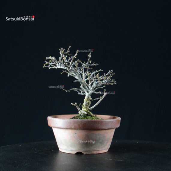 Chaenomeles Speciosa - Chojubai - immagine 7