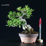 Gardenia Jasminoides