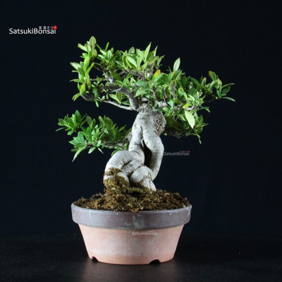 Gardenia Jasminoides - immagine 3