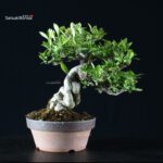 Gardenia Jasminoides - immagine 4