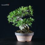 Gardenia Jasminoides - immagine 5